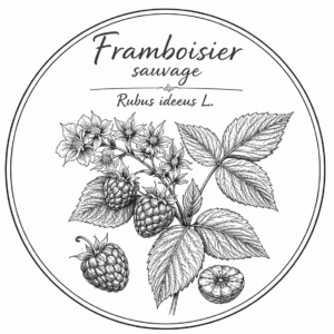Feuilles de framboisier sauvage