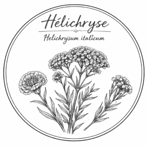 Hélichryse