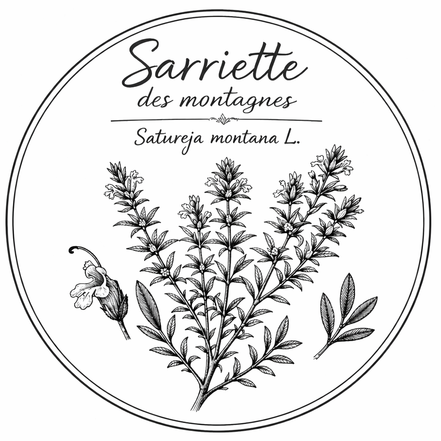 Sarriette des montagnes