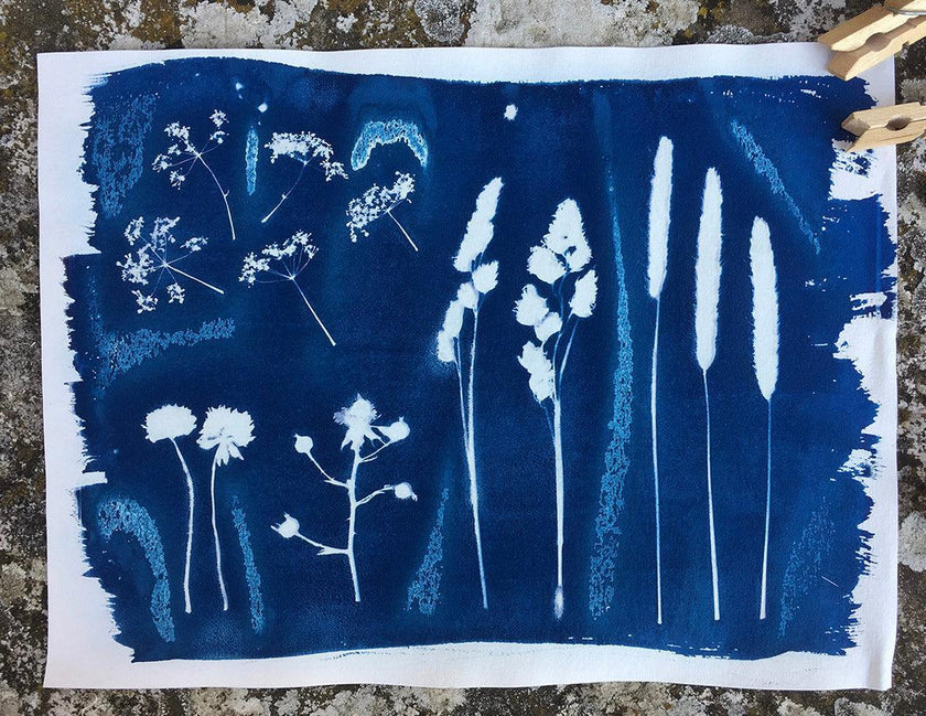 Cyanotype bleu réalisé en atelier : empreintes blanches de fleurs et de graminées sauvages
