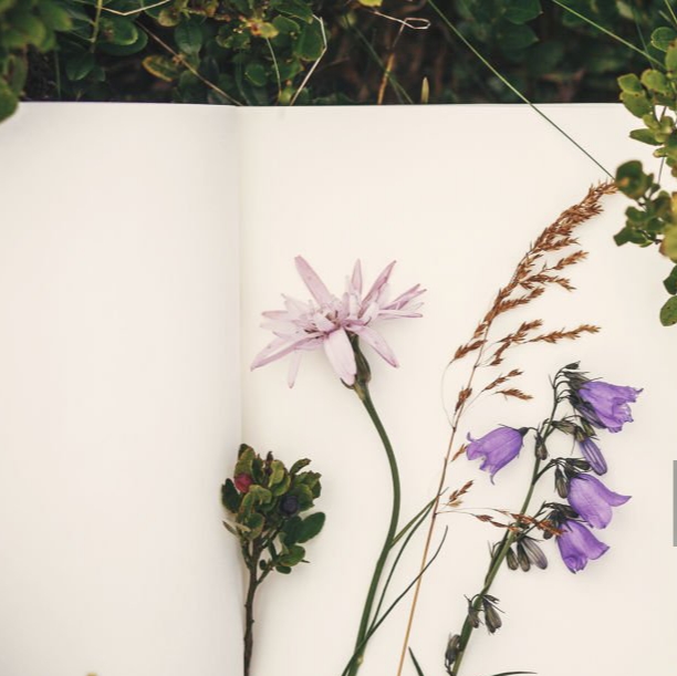 Carnet d'herbier ouvert avec des fleurs sauvages de montagne fraîchement cueillies