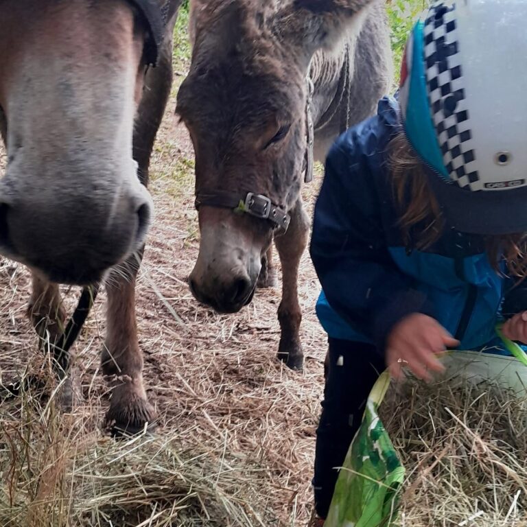 Enfant donnant du foin à deux ânes lors d'un anniversaire à la ferme