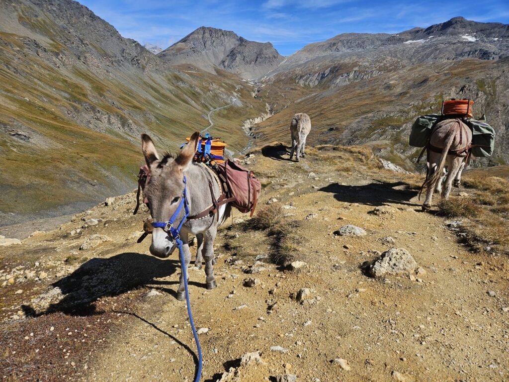 Ânes bâtés sur un sentier de haute montagne dans l'Oisans
