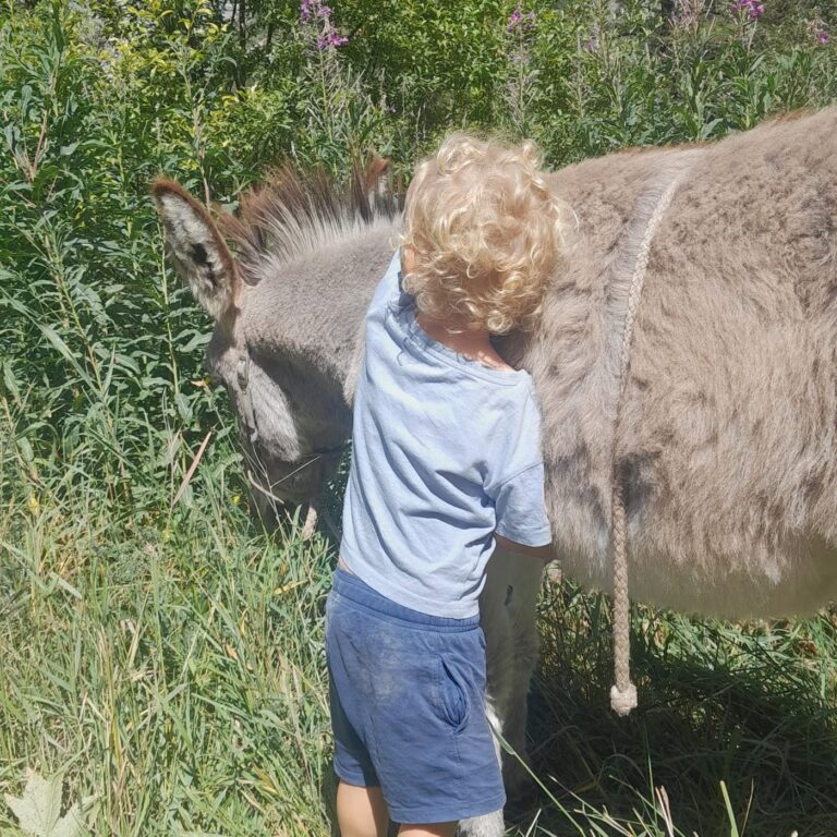 Jeune enfant au contact d'un âne dans les herbes hautes, séance de médiation asine