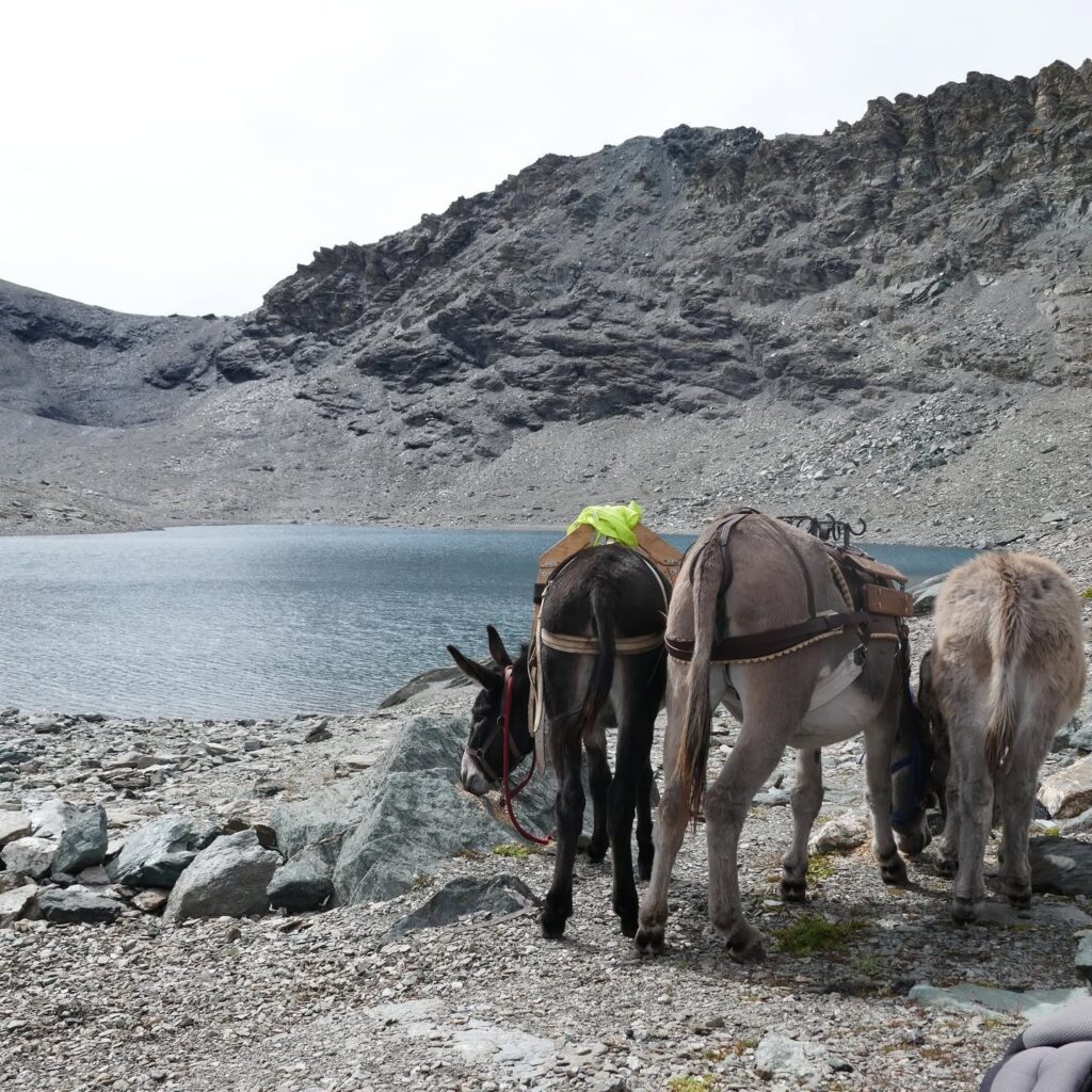 Ânes bâtés au bord d'un lac d'altitude