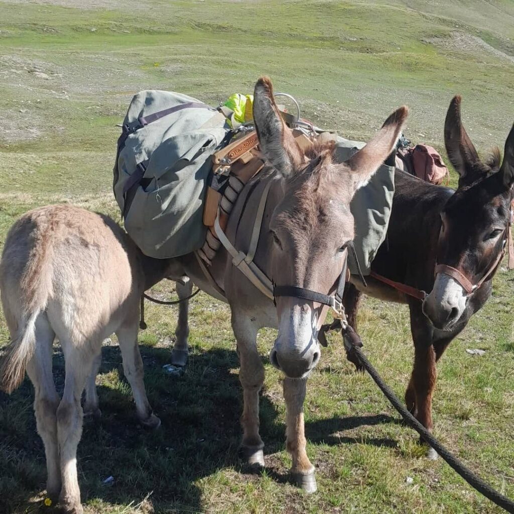 Ânes bâtés au repos pendant un trek en montagne