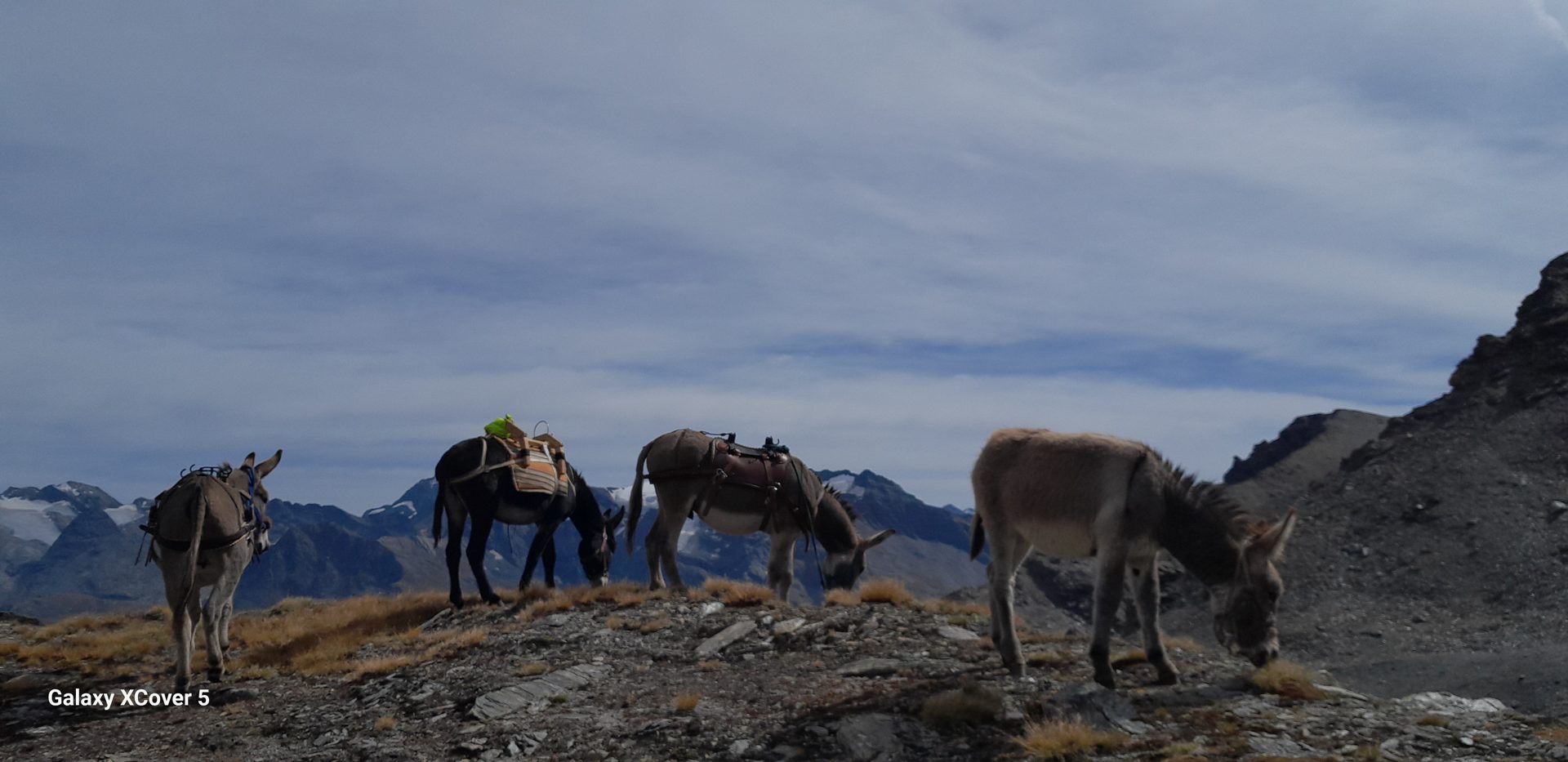 Ânes sur une crête de montagne