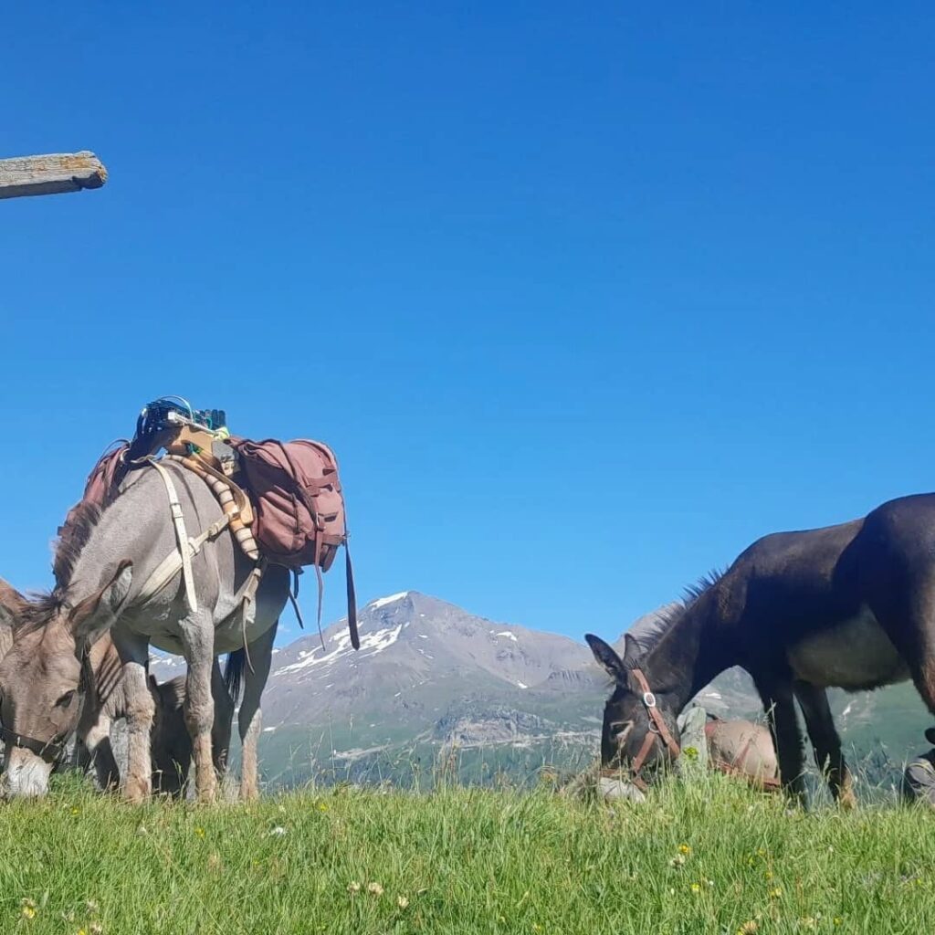 Ânes bâtés au pâturage sous le ciel de montagne
