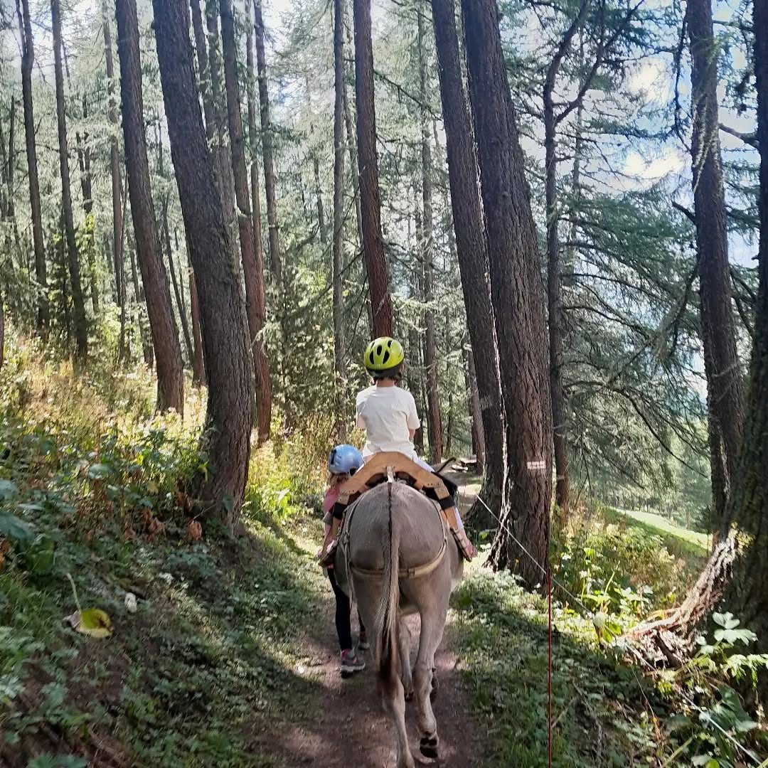 Un enfant à dos d'âne en forêt