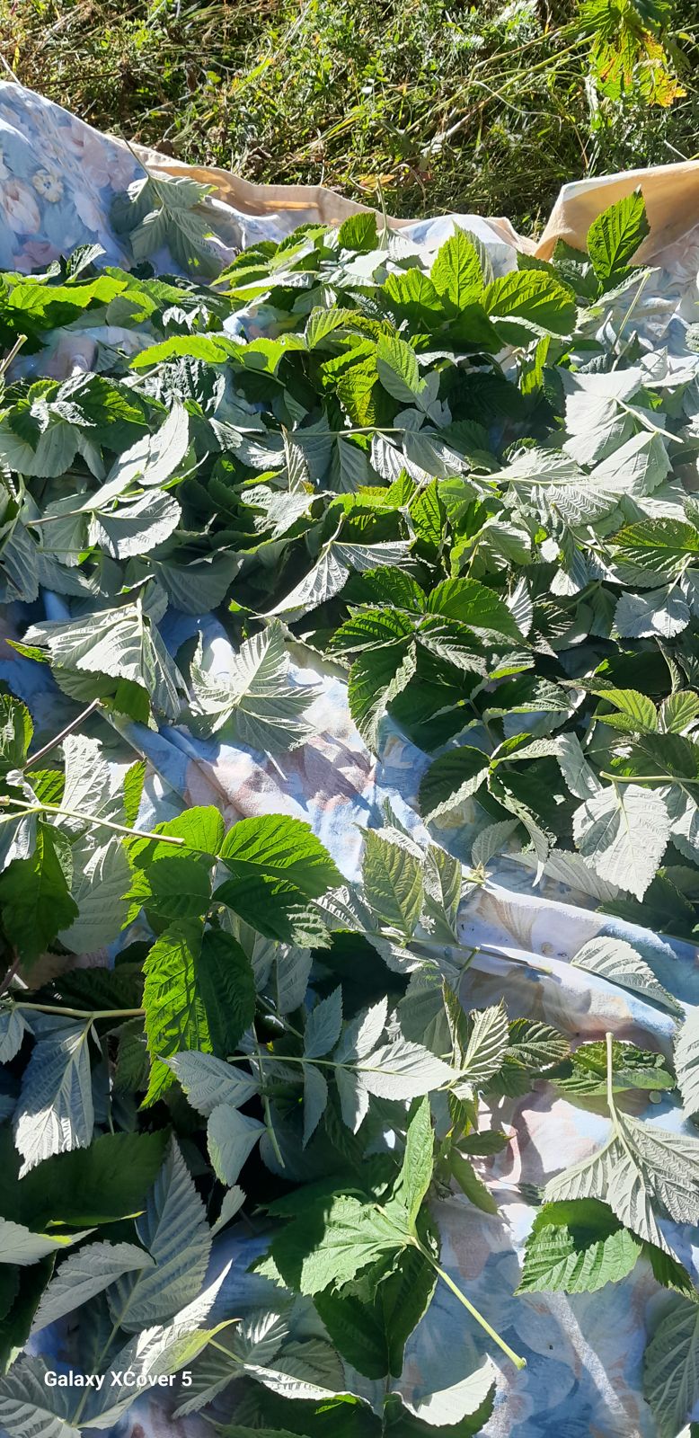 Feuilles fraîchement cueillies dans un panier